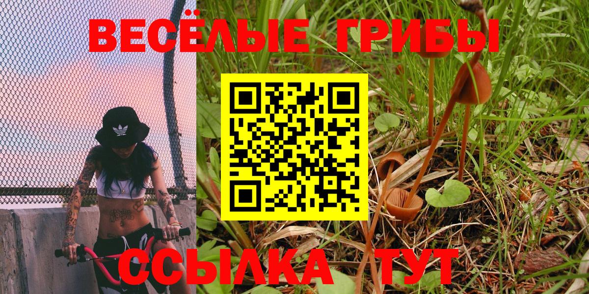 Псилоцибиновые грибы Psilocybe Владимир